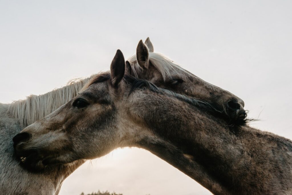 Funny horses on meadow